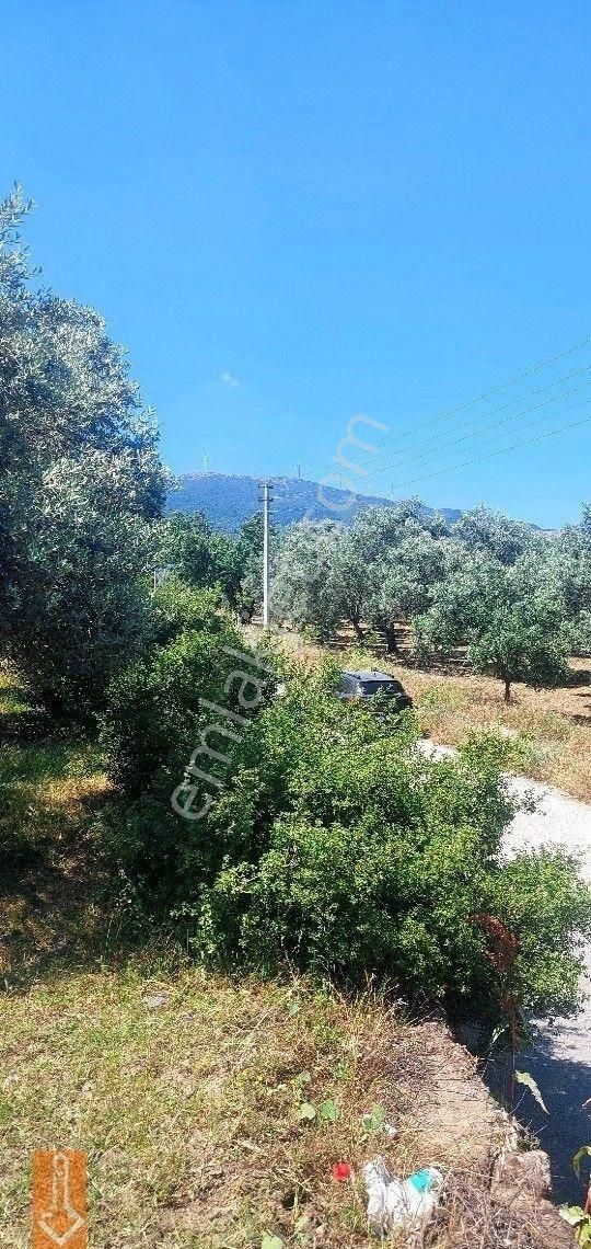 Tire Teira Emlaktan Fırsat Zeytinlik - Görsel 18