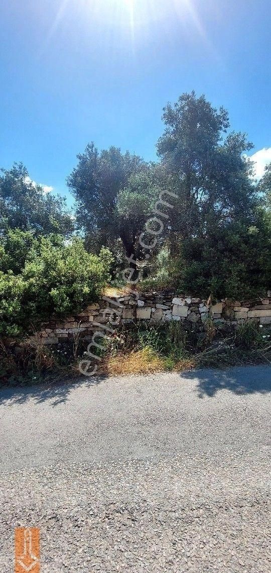 Tire Teira Emlaktan Fırsat Zeytinlik - Görsel 11