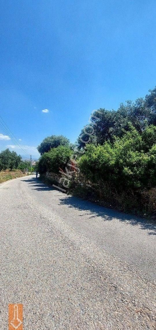 Tire Teira Emlaktan Fırsat Zeytinlik - Görsel 7