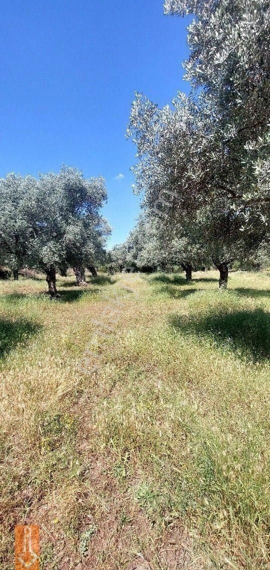 Tire Teira Emlaktan Fırsat Zeytinlik - Görsel 4
