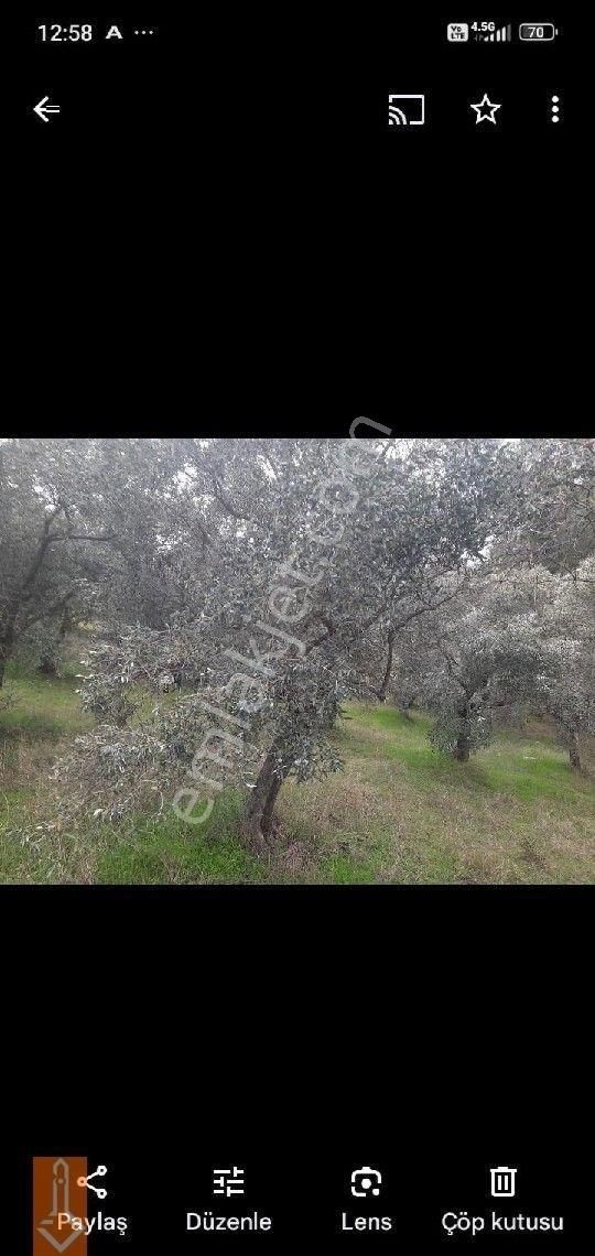 Tire Teira Emlaktan Satılık Zeytin Ve İncir Bahçesi - Görsel 3