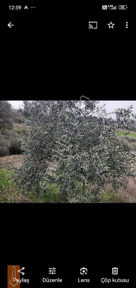 Tire Teira Emlaktan Satılık Zeytin Ve İncir Bahçesi - Görsel 5