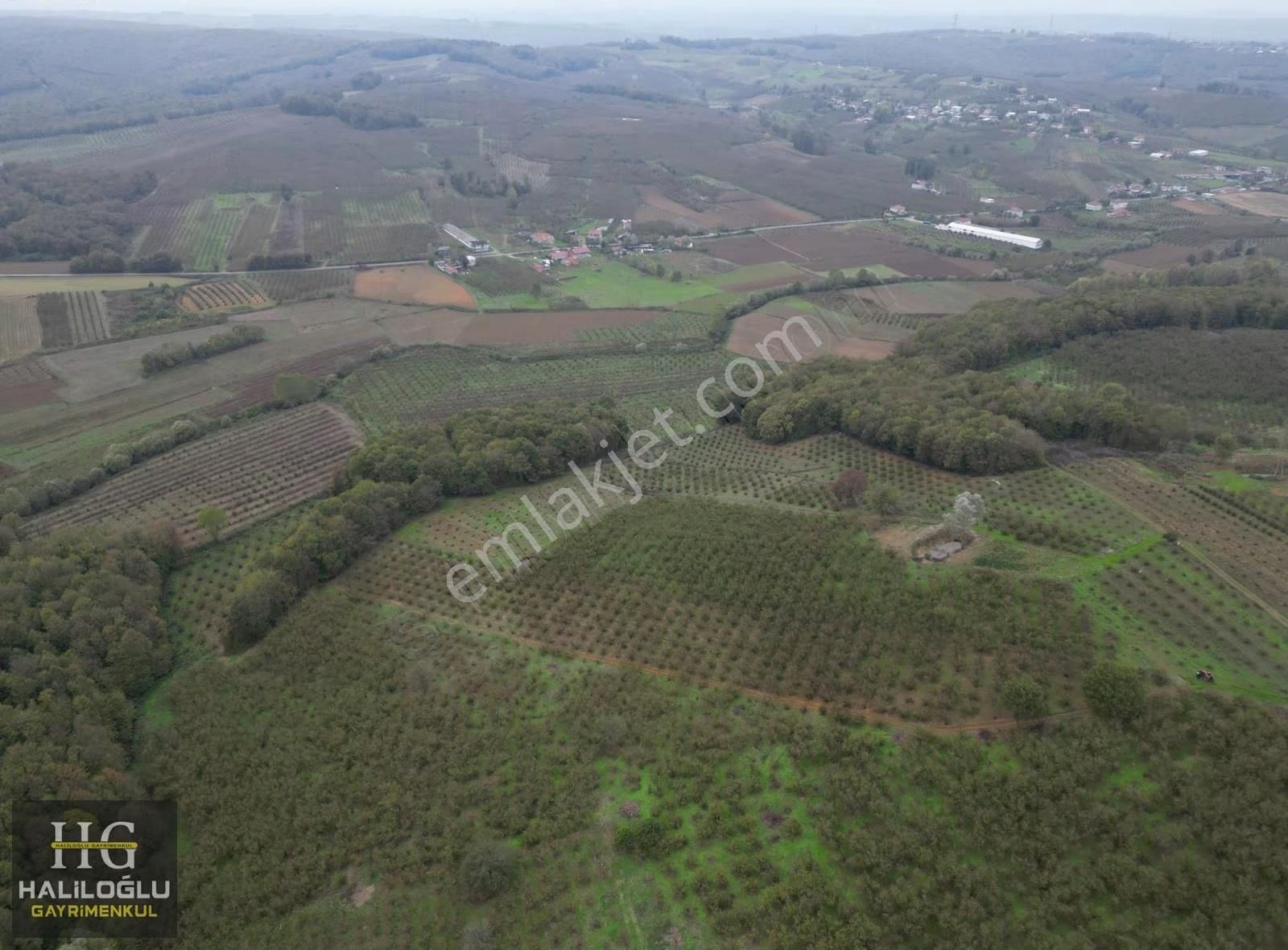 Sarıahmetler Mh. 7463 M2 Yetişkin Fındık Bahçesi - Görsel 2