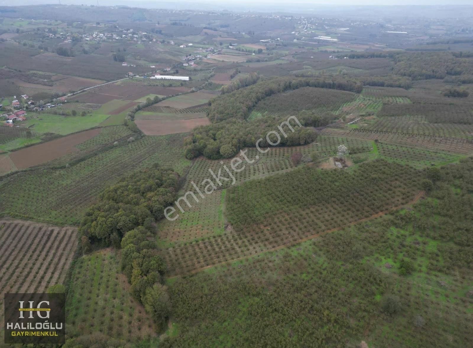 Sarıahmetler Mh. 7463 M2 Yetişkin Fındık Bahçesi - Görsel 12
