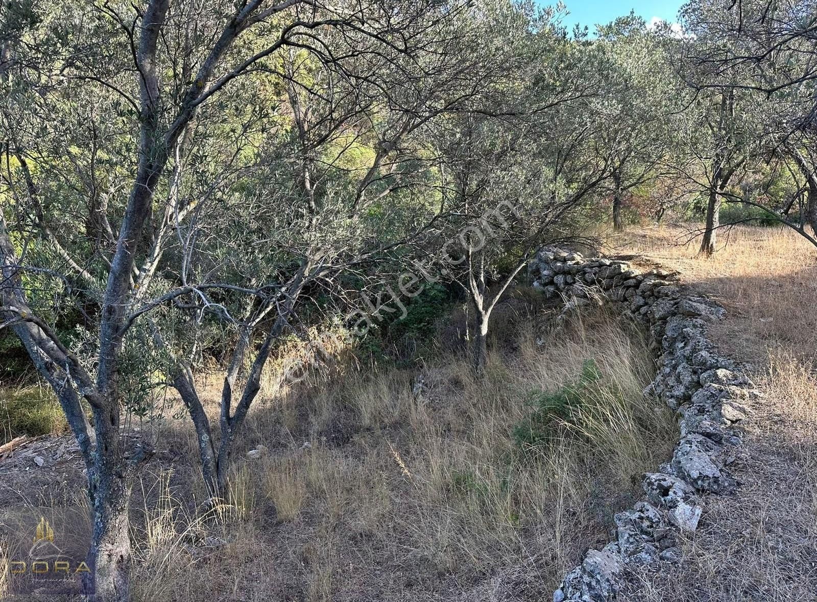 Dora Dan Satılık Havran Küçükdere De 1041m2 Düz Zeytinlik - Görsel 9