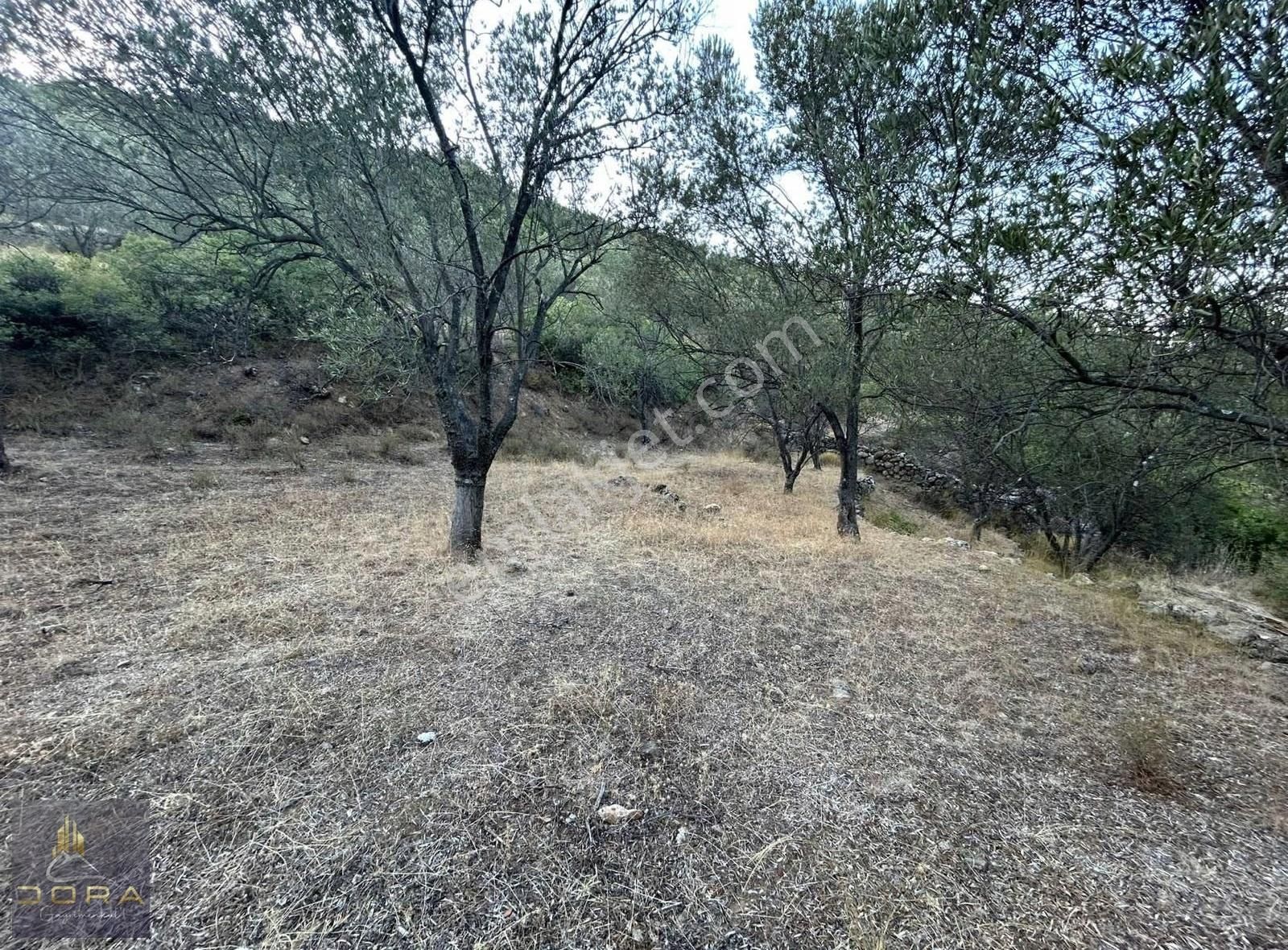 Dora Dan Satılık Havran Küçükdere De 1041m2 Düz Zeytinlik - Görsel 8