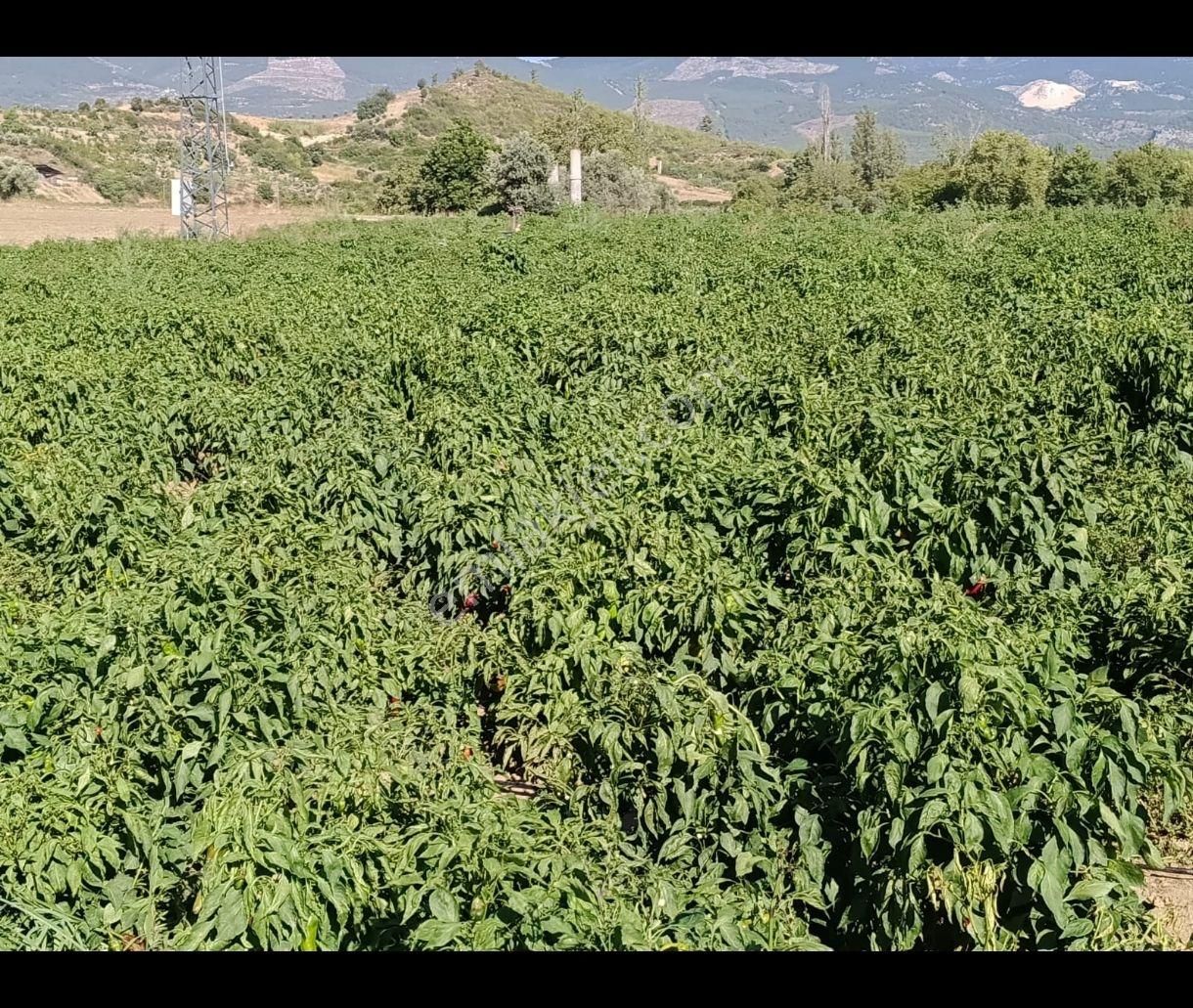 Ana Yol Üzeri Karaisali Merkese 2 Dakika - Görsel 2