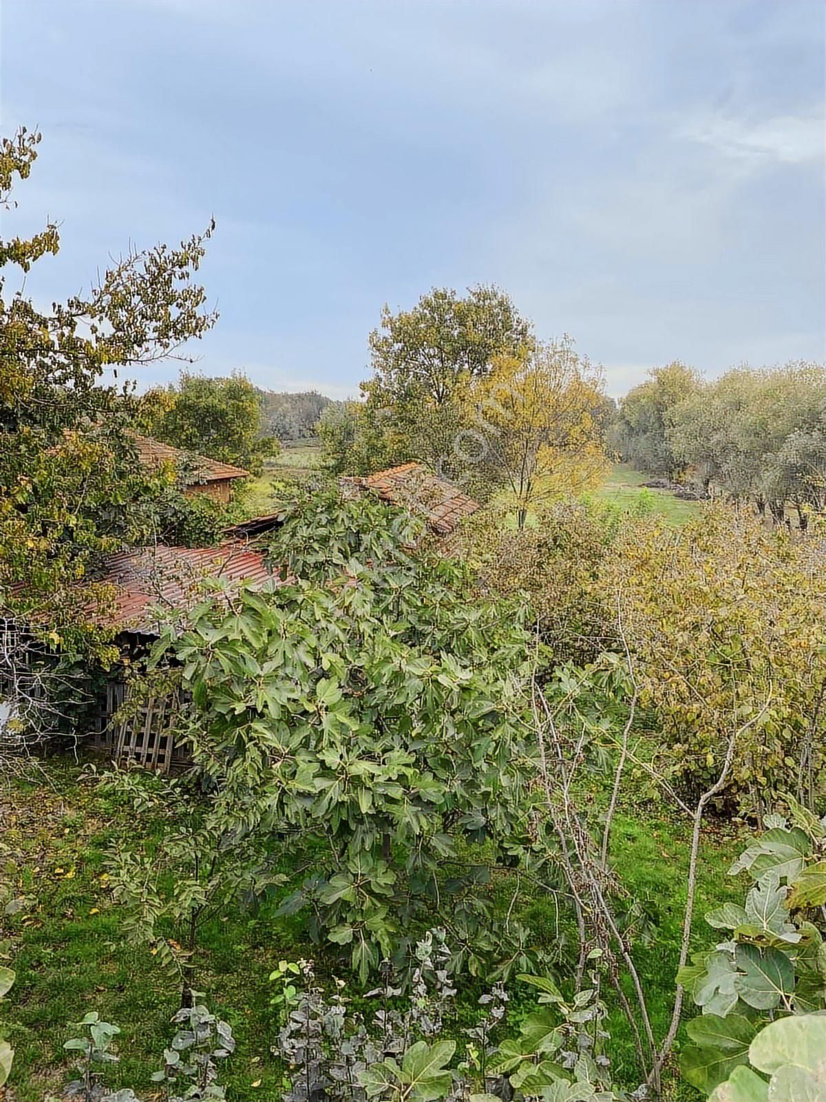 Samsun Sinop Yoluna Köşe 2. Parsel Dereköy 19 Mayıs Takas Olur - Görsel 2