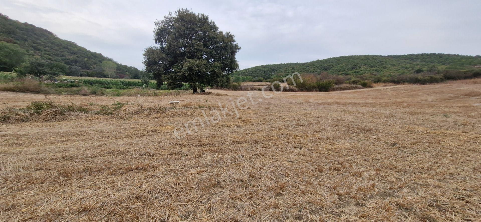 Mudanya Emirler Yenicesi Satılık Tarla - Görsel 5