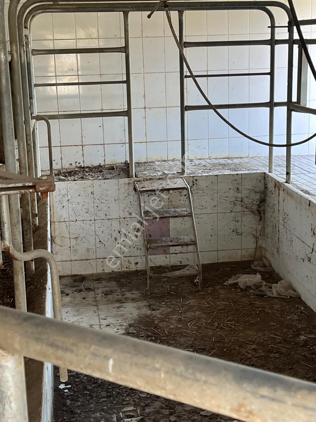 Acarlar Emlaktan Sultanhisar Yağdere'de 4505 M2 Satılık Çiftlik - Görsel 11