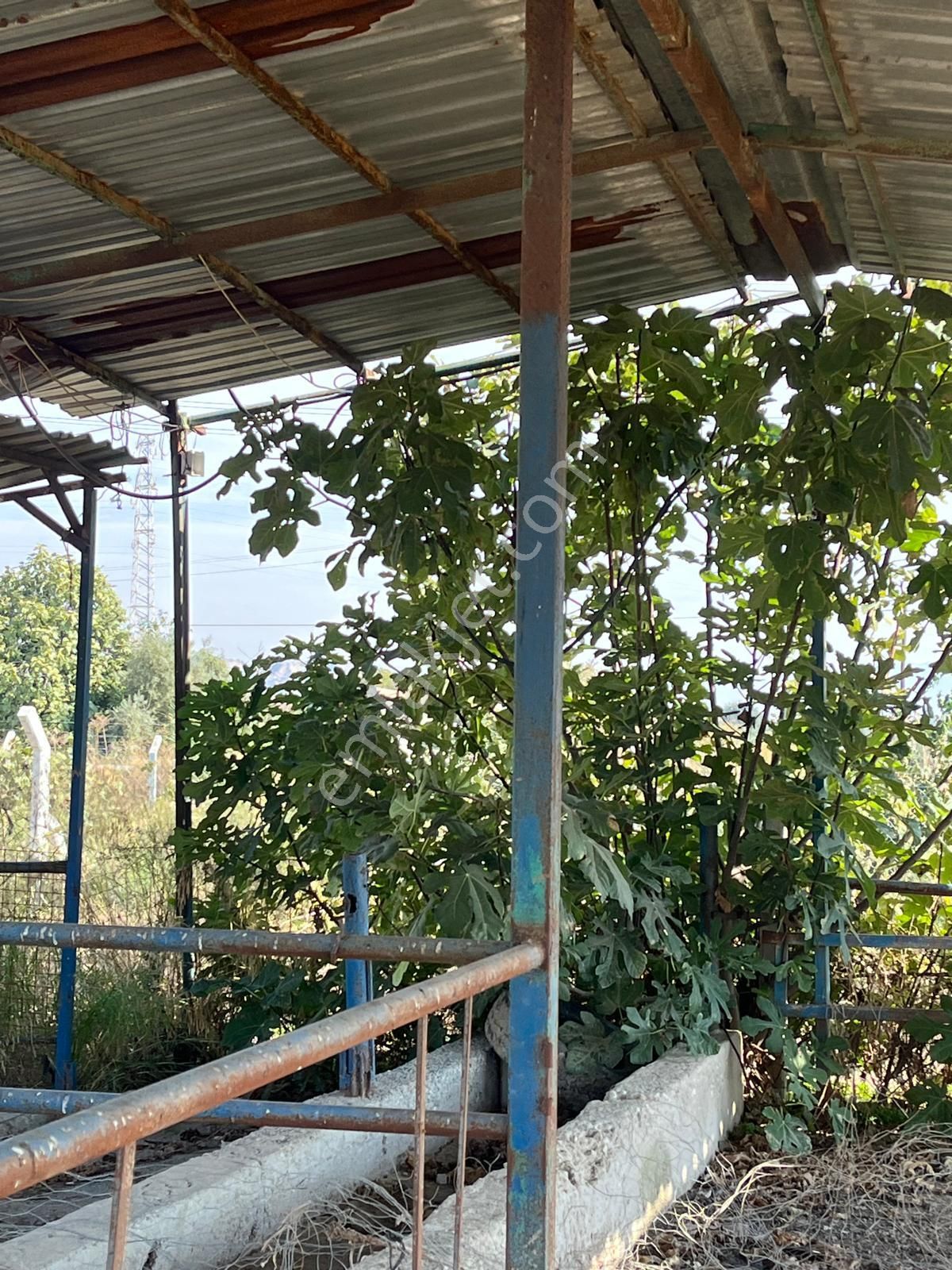 Acarlar Emlaktan Sultanhisar Yağdere'de 4505 M2 Satılık Çiftlik - Görsel 4