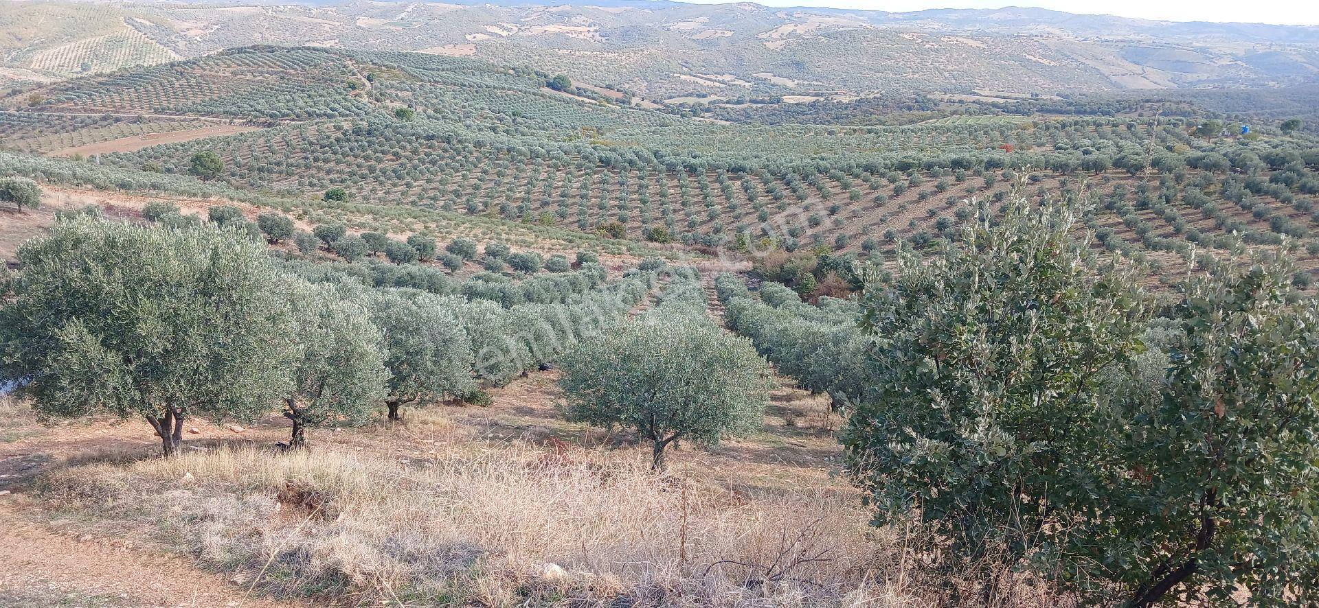 Salihli Uras Gayr - Görsel 8