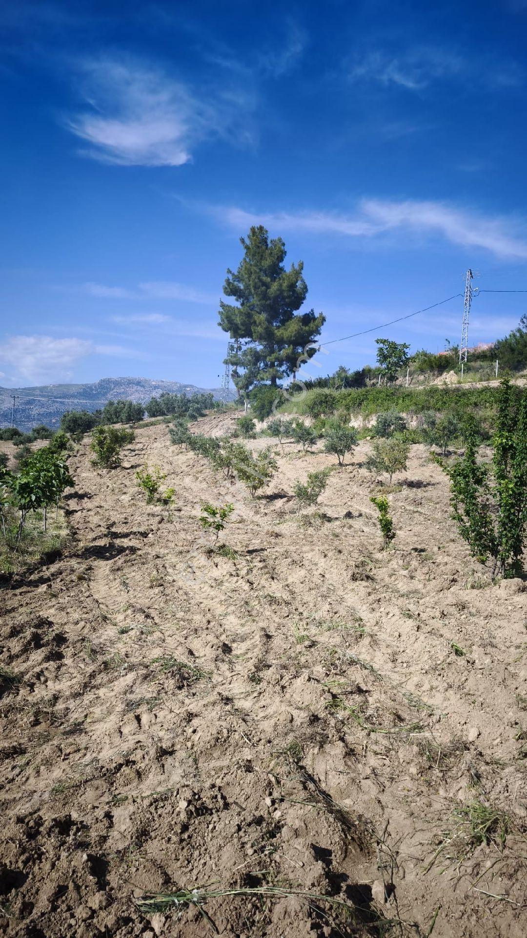 Tek Tapu Mustakilyatırımlık Uygun Hobi Bahçesi - Görsel 4