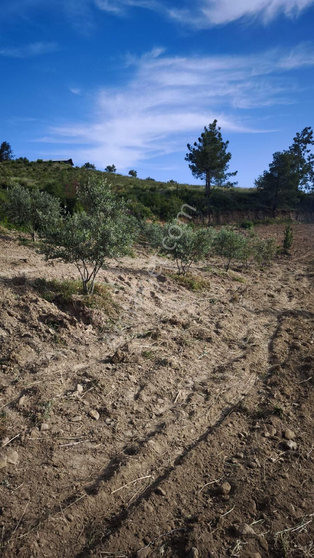 Tek Tapu Mustakilyatırımlık Uygun Hobi Bahçesi - Görsel 9