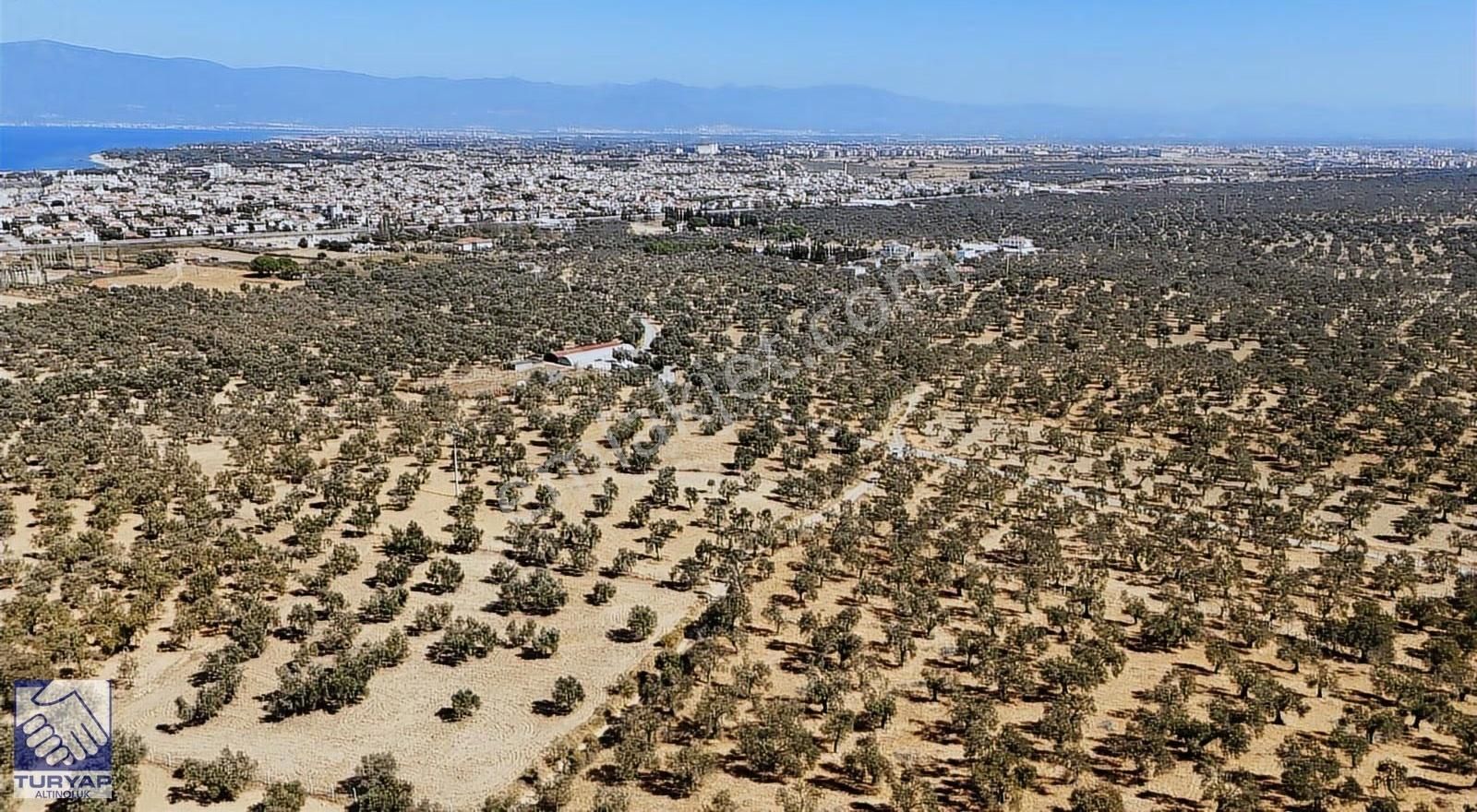 Burhaniye Taylıelinde Denize Yakın 3 Cepheli Zeytinlik - Görsel 2