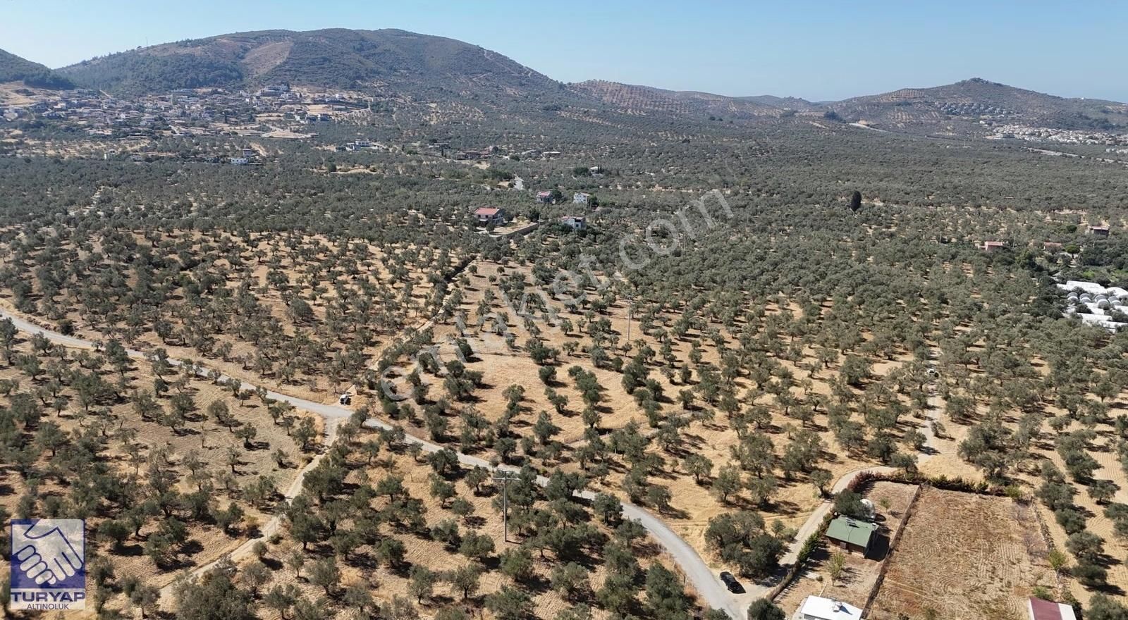 Burhaniye Taylıelinde Denize Yakın 3 Cepheli Zeytinlik - Görsel 12