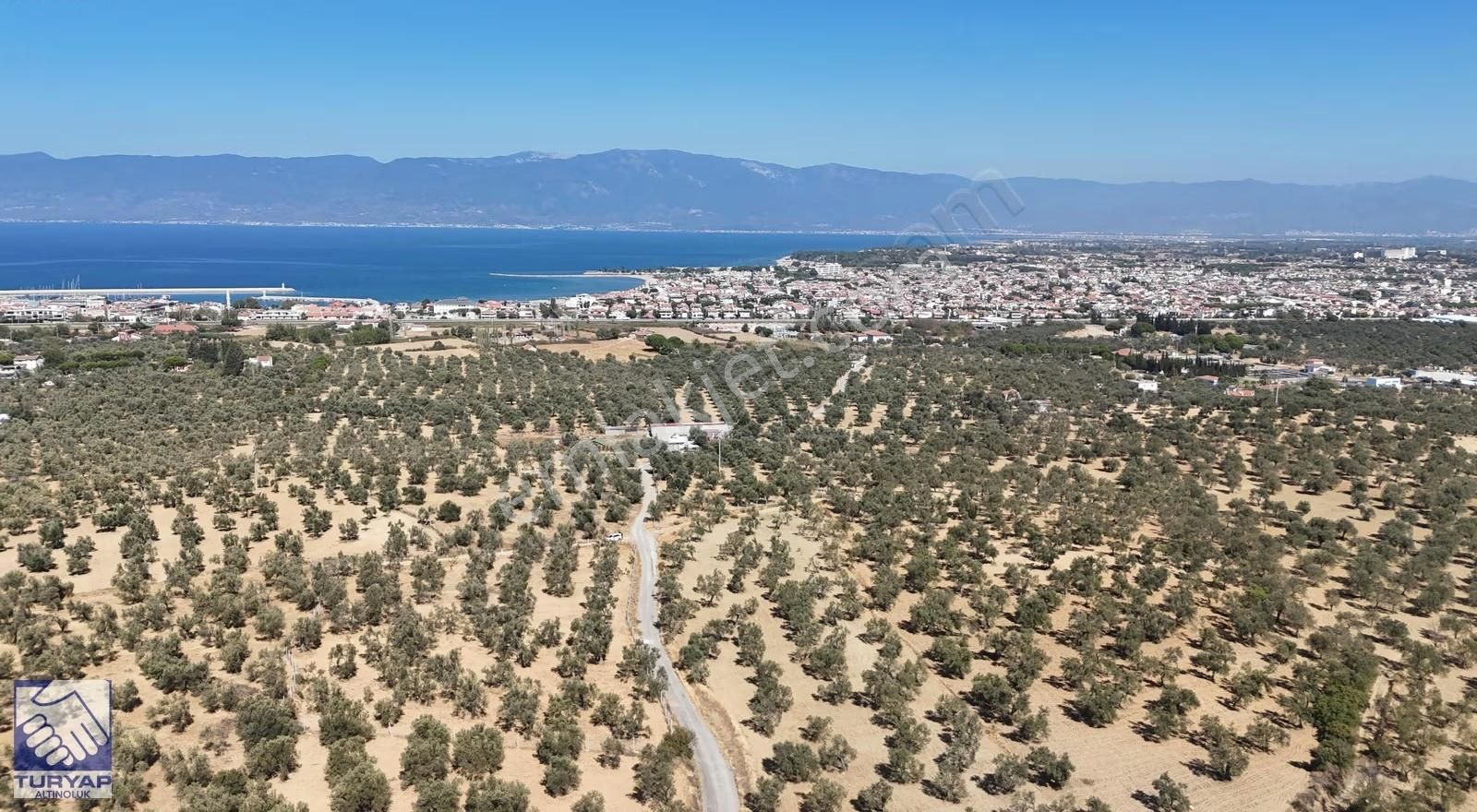 Burhaniye Taylıelinde Denize Yakın 3 Cepheli Zeytinlik - Görsel 18