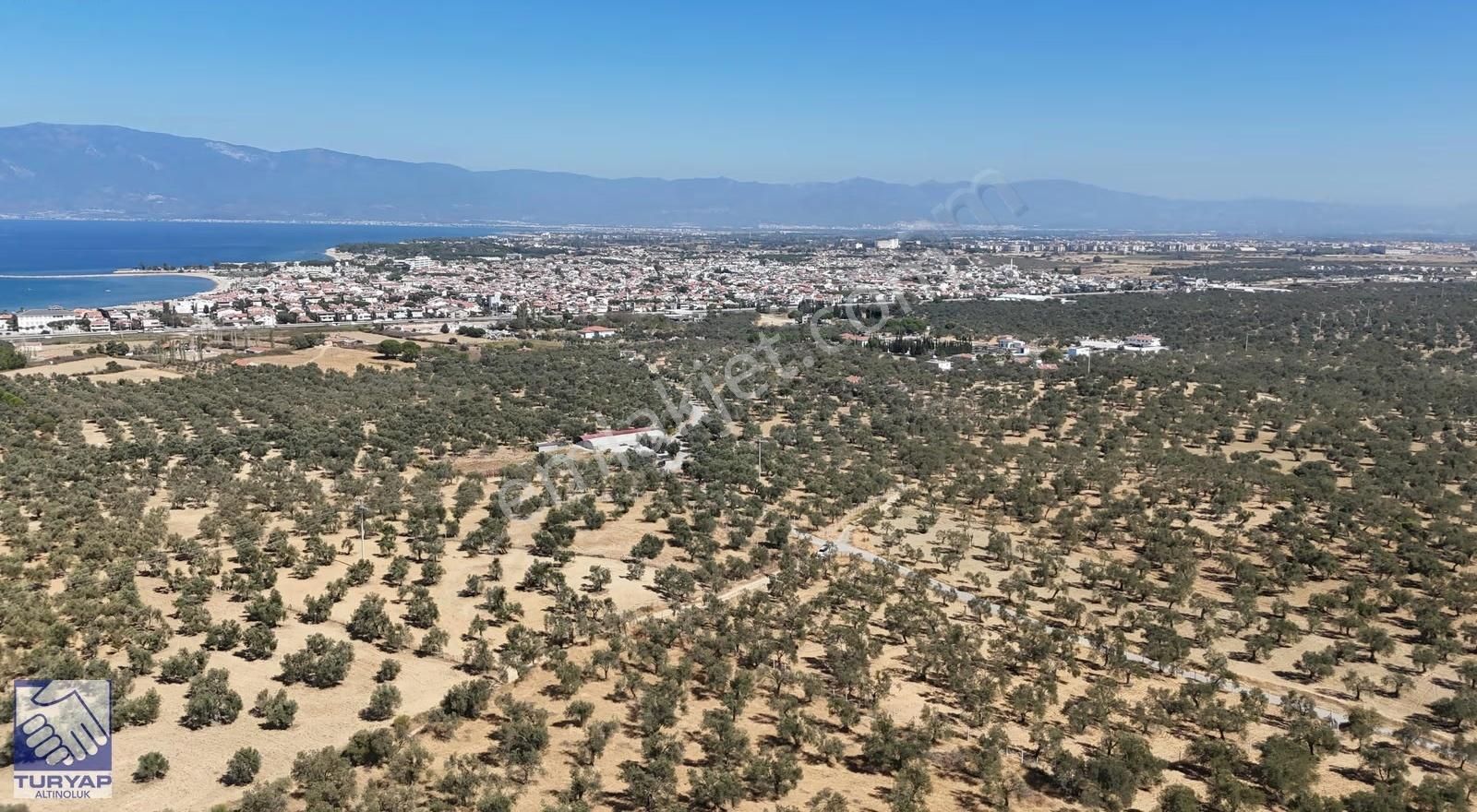 Burhaniye Taylıelinde Denize Yakın 3 Cepheli Zeytinlik - Görsel 20