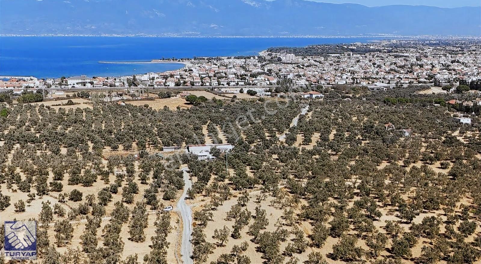 Burhaniye Taylıelinde Denize Yakın 3 Cepheli Zeytinlik - Görsel 6