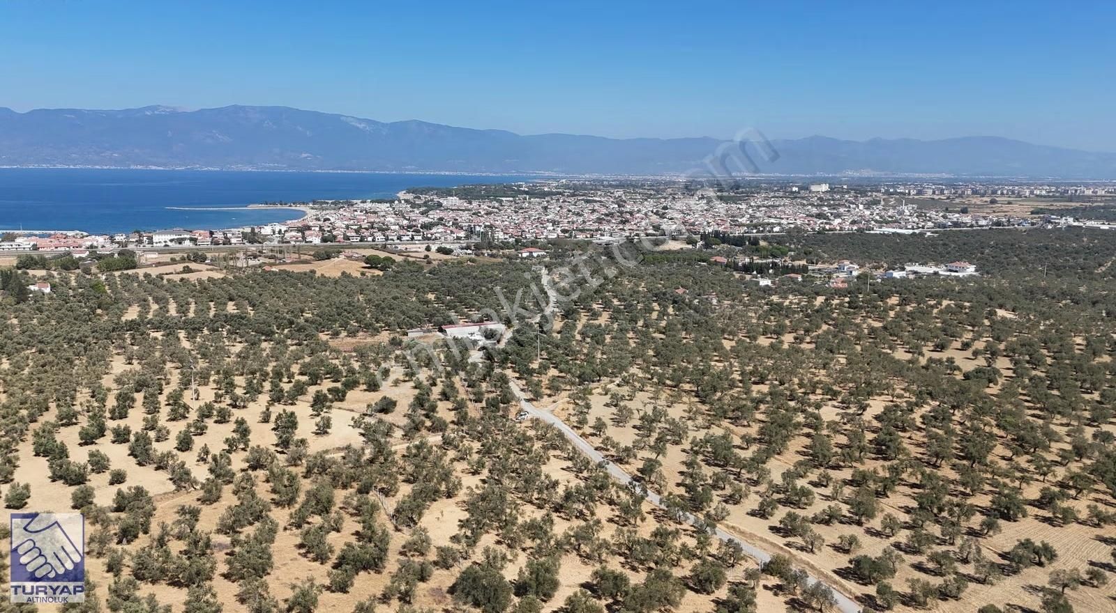 Burhaniye Taylıelinde Denize Yakın 3 Cepheli Zeytinlik - Görsel 3