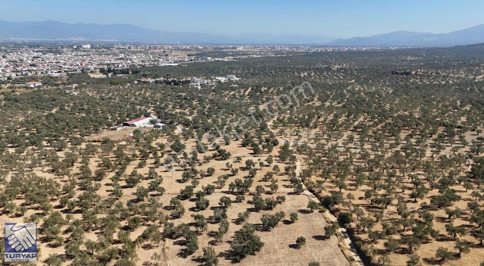 Burhaniye Taylıelinde Denize Yakın 3 Cepheli Zeytinlik - Görsel 17