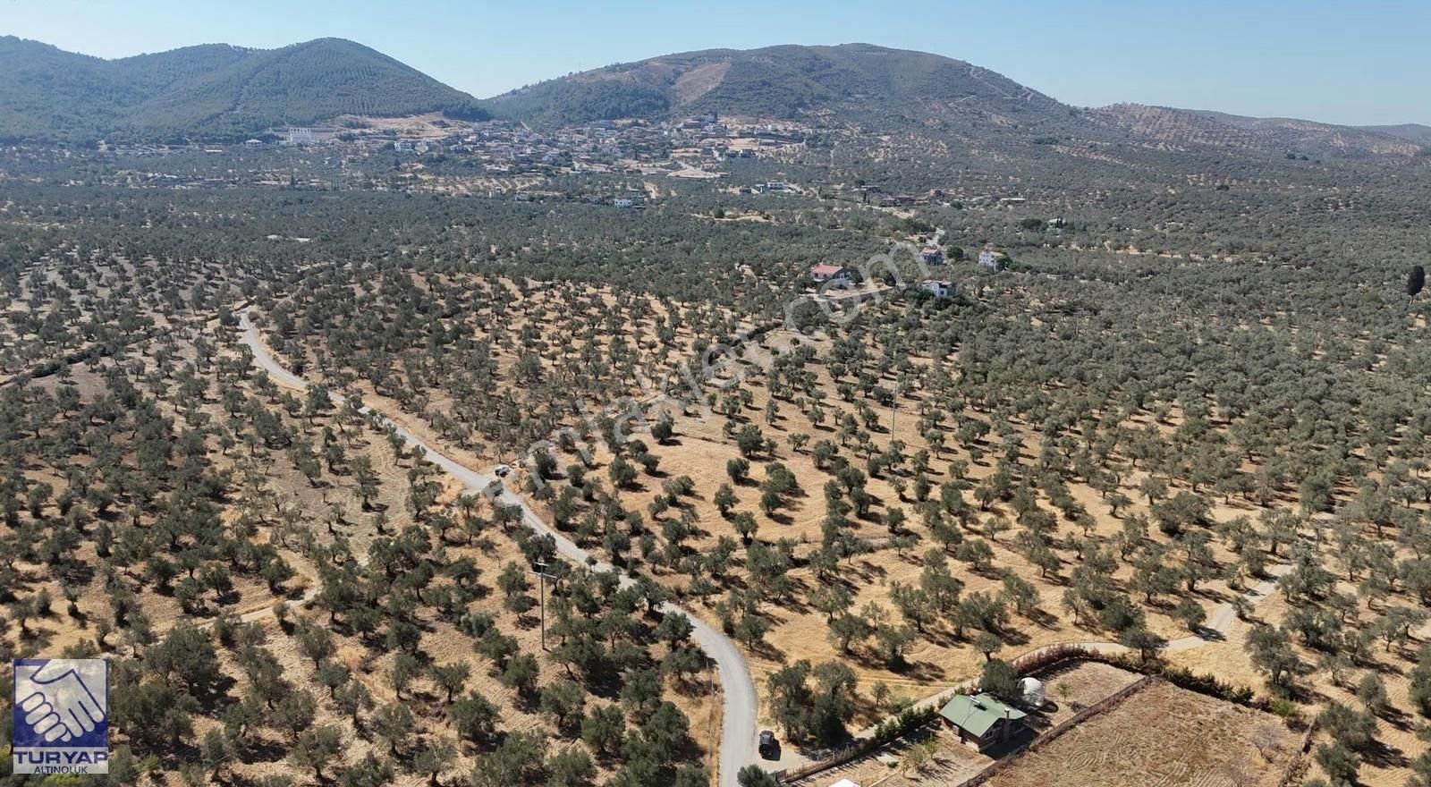 Burhaniye Taylıelinde Denize Yakın 3 Cepheli Zeytinlik - Görsel 10