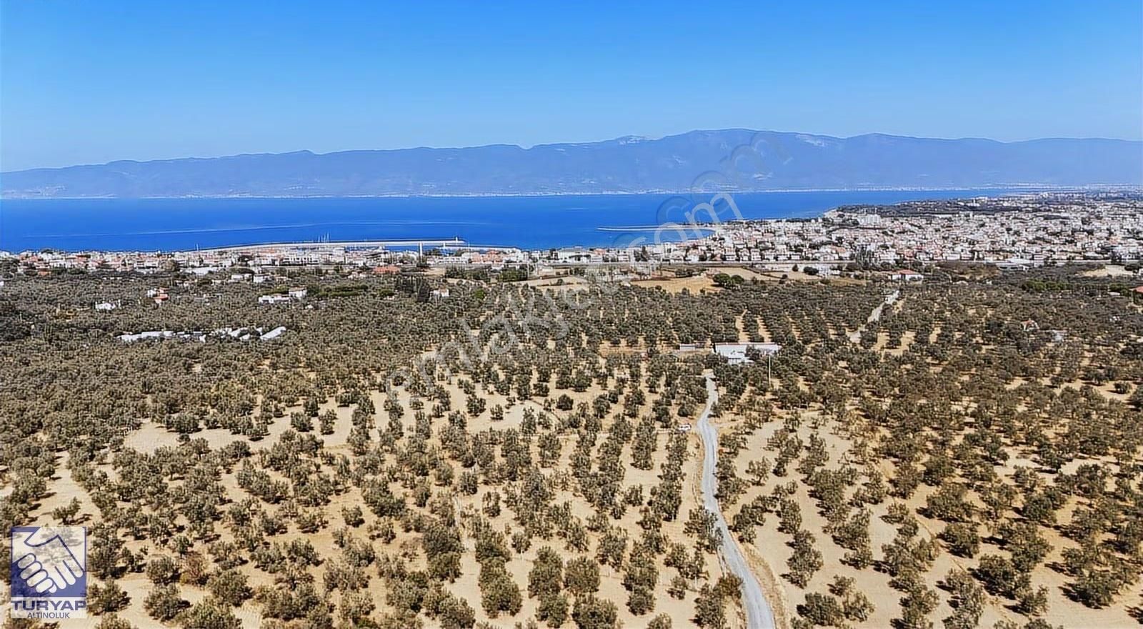 Burhaniye Taylıelinde Denize Yakın 3 Cepheli Zeytinlik - Görsel 19