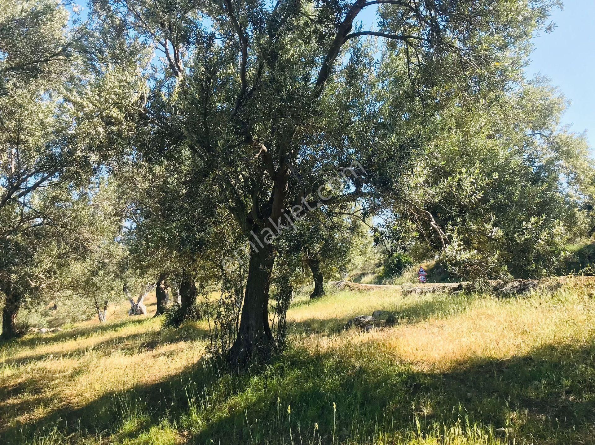 Sahibinden Eko Turizm Bölgesinde Asfalt Cepheli Satılık Zeytinlik - Görsel 5