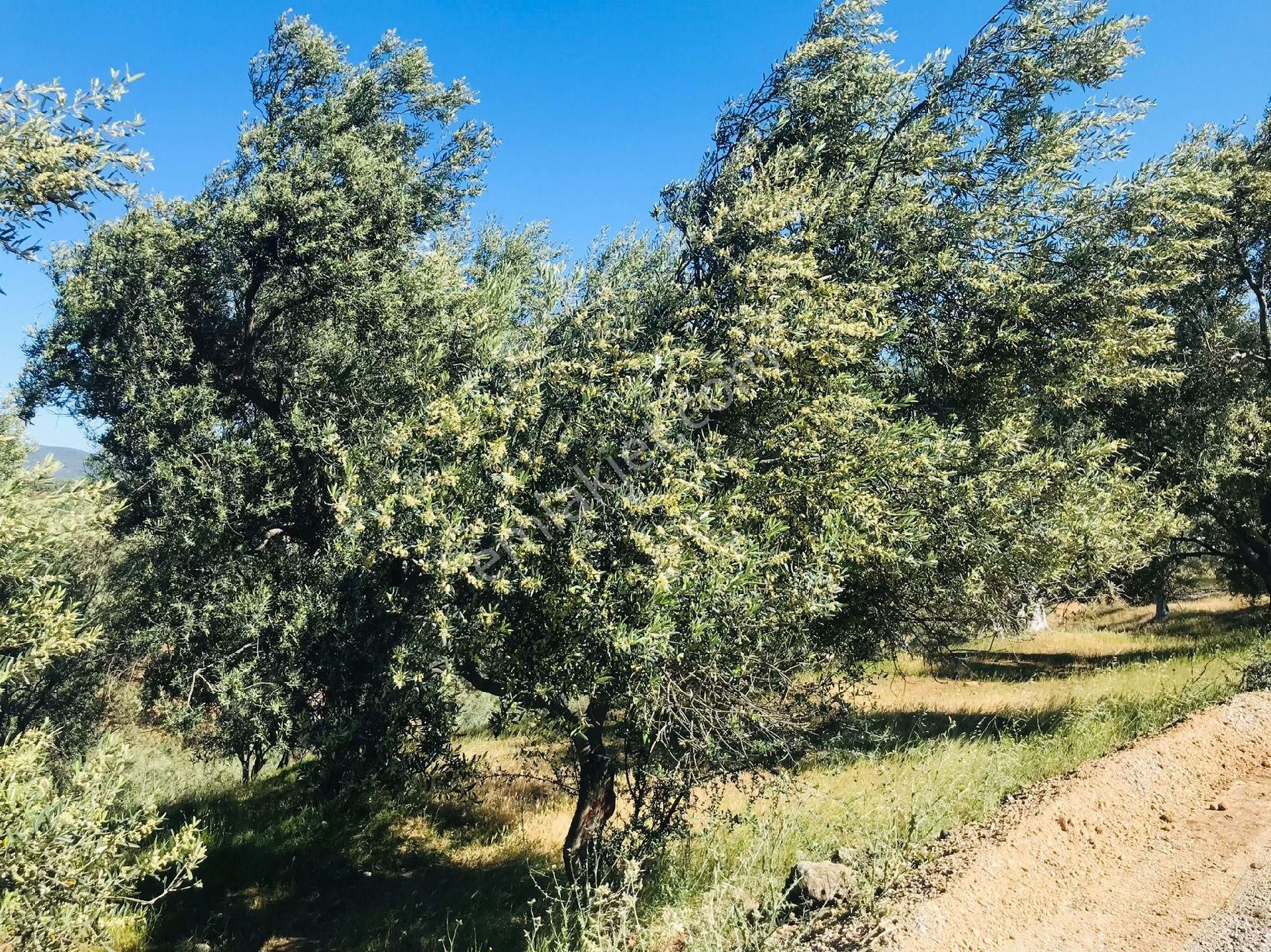 Sahibinden Eko Turizm Bölgesinde Asfalt Cepheli Satılık Zeytinlik - Görsel 12