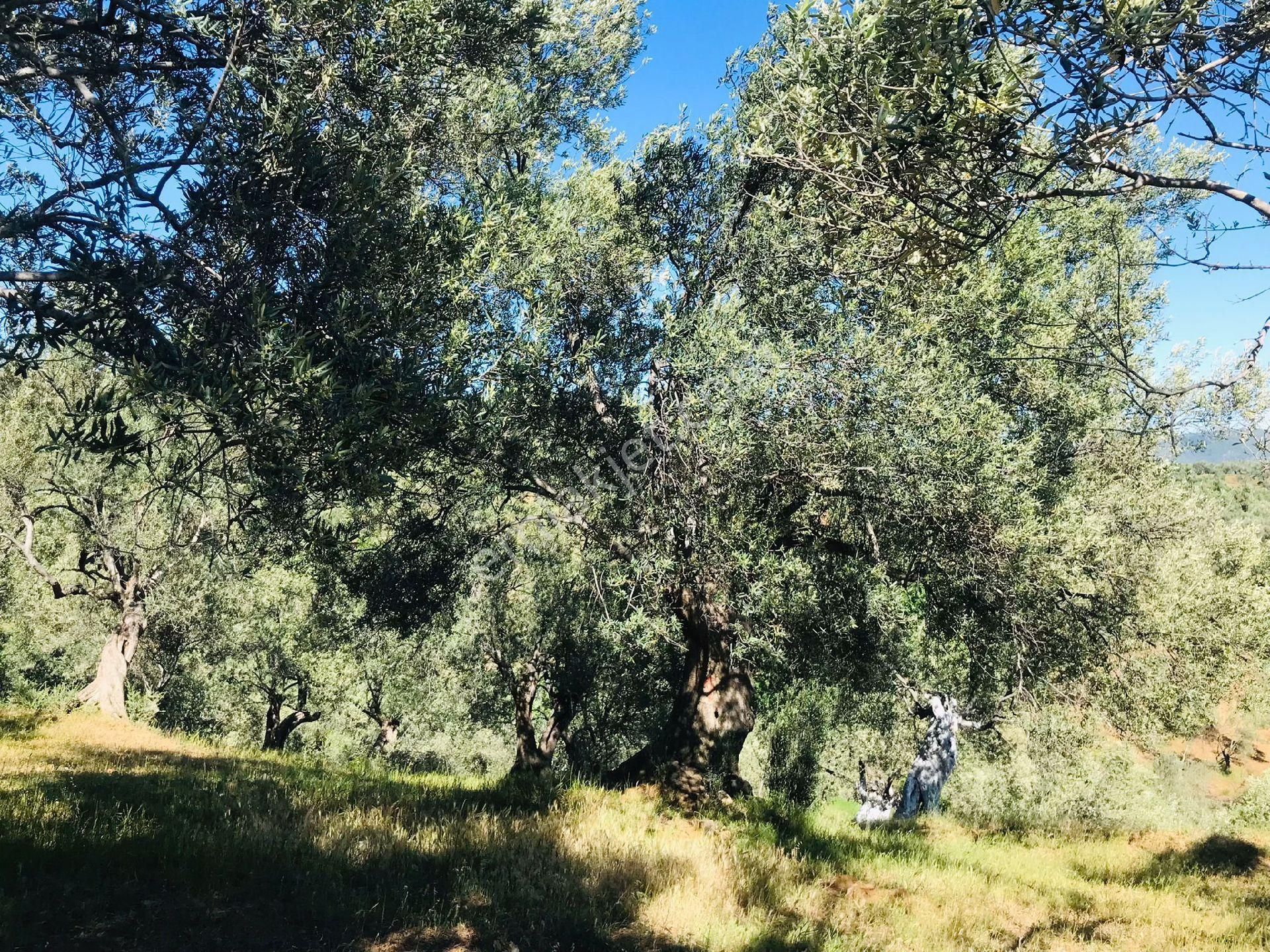 Sahibinden Eko Turizm Bölgesinde Asfalt Cepheli Satılık Zeytinlik - Görsel 8