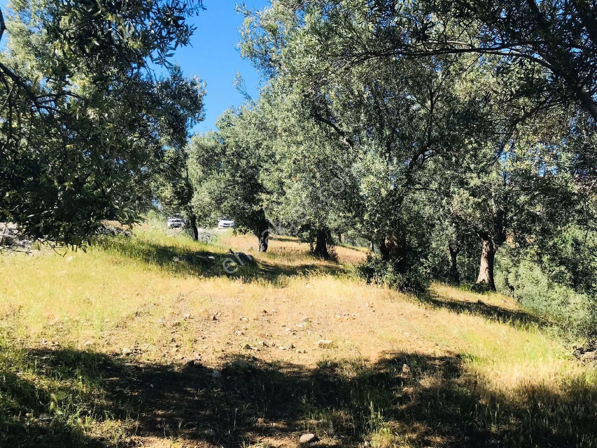 Sahibinden Eko Turizm Bölgesinde Asfalt Cepheli Satılık Zeytinlik - Görsel 6