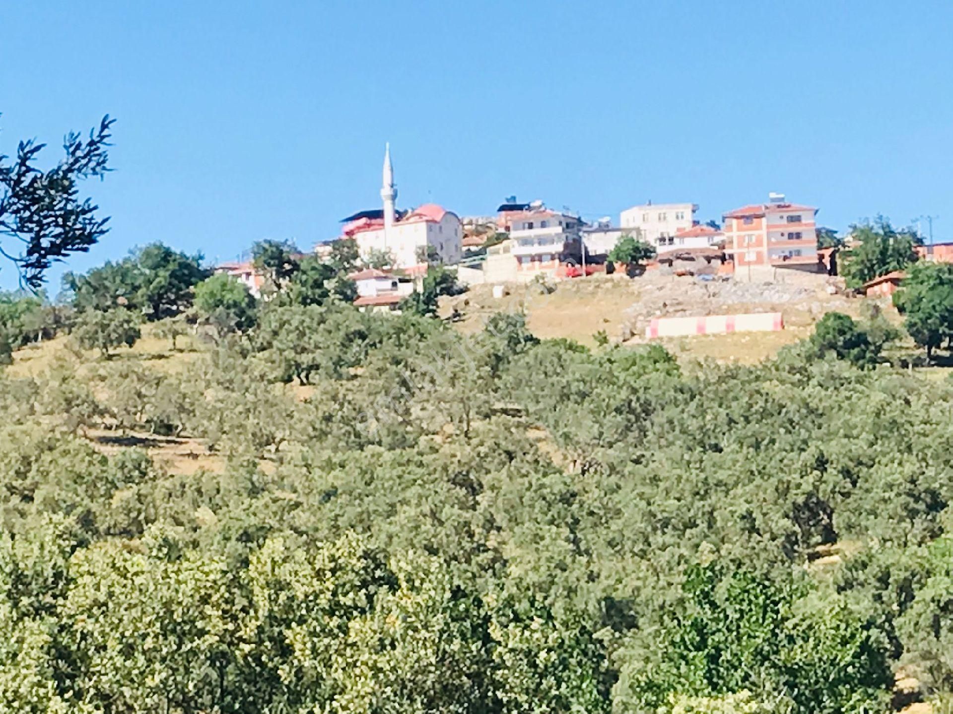 Sahibinden Eko Turizm Bölgesinde Asfalt Cepheli Satılık Zeytinlik - Görsel 3