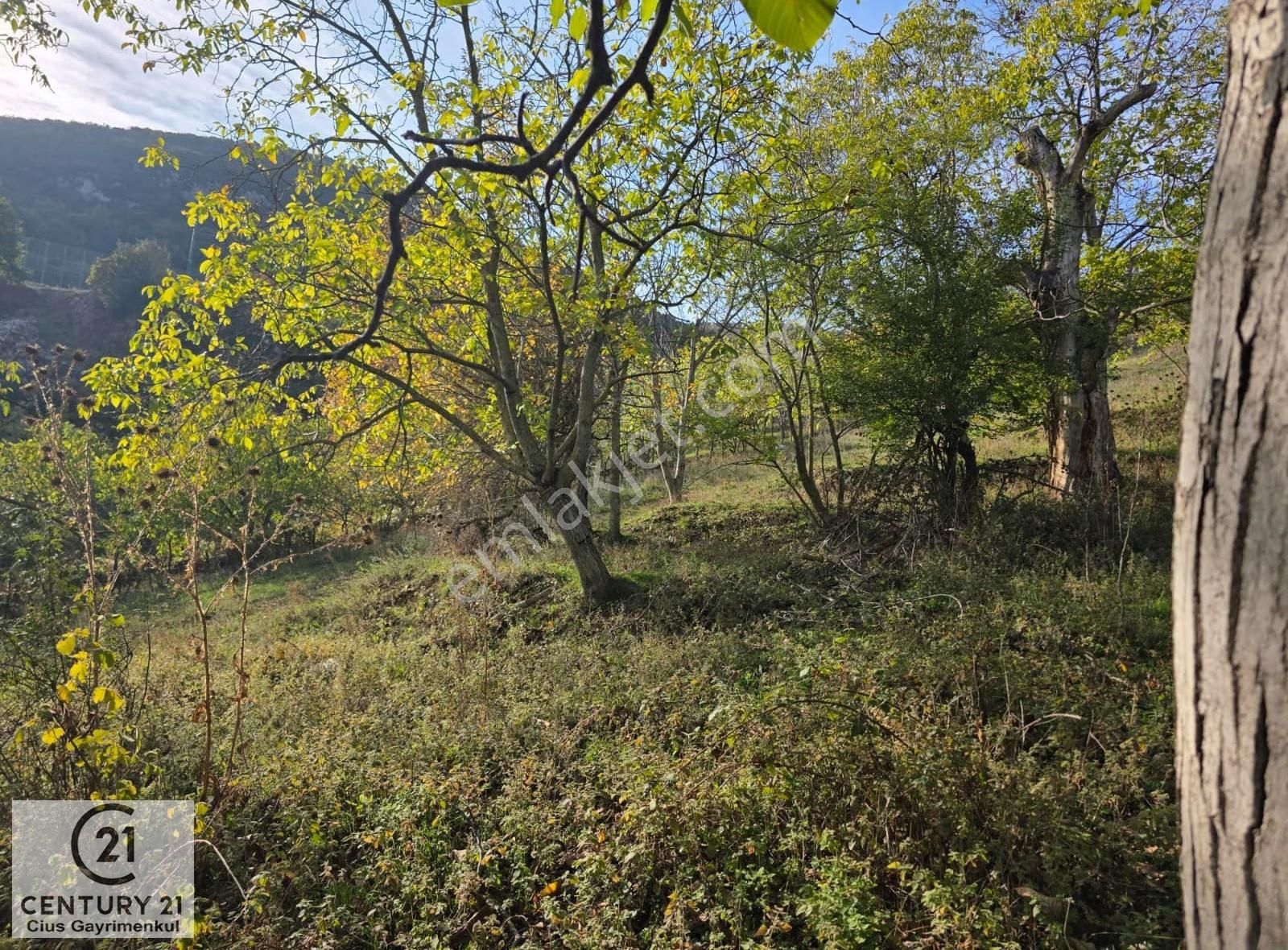 C21 Cius; Şahinyurdu'nda Muhteşem Doğa Manzaralı İmarlı Arsa - Görsel 5