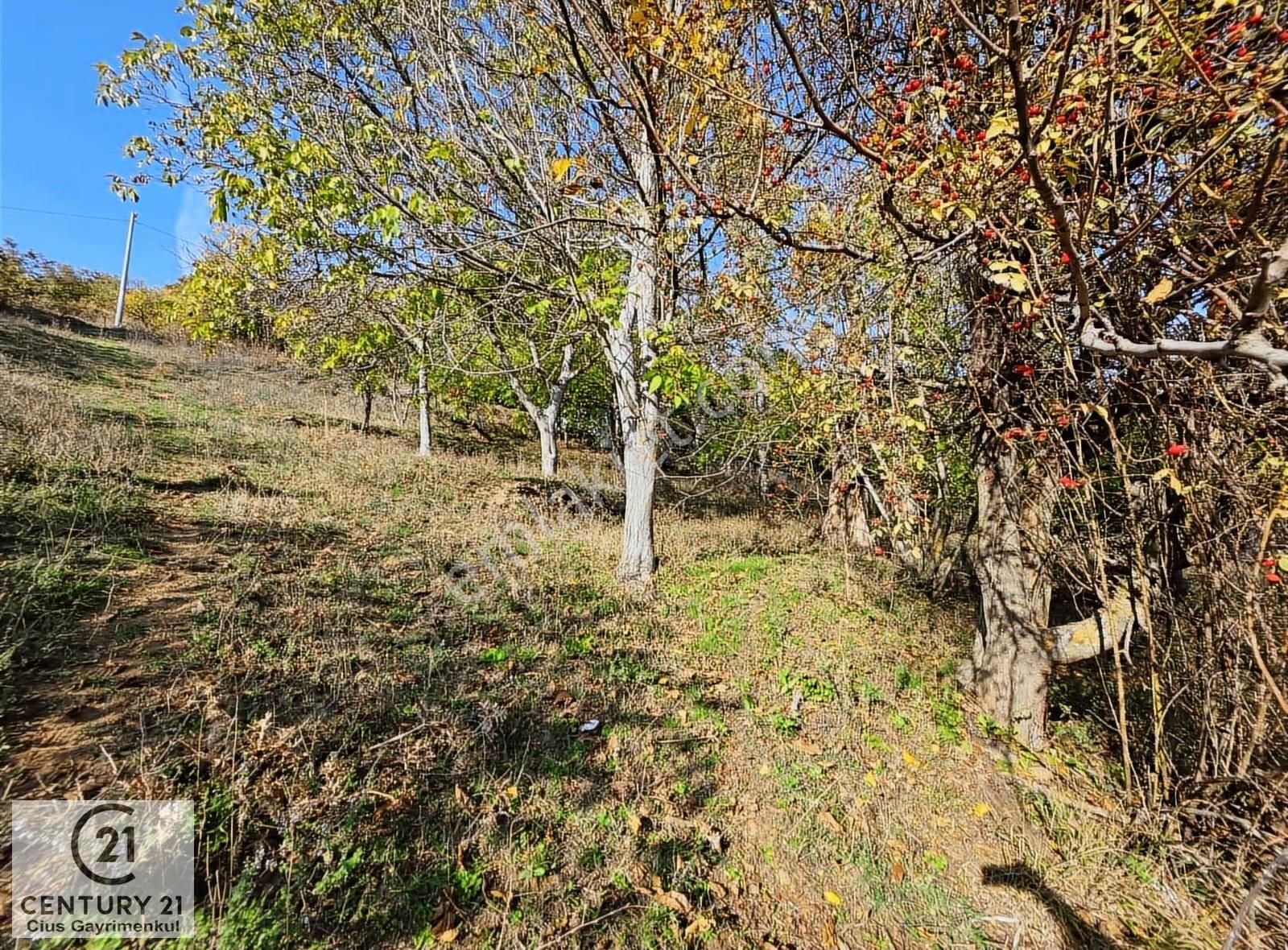 C21 Cius; Şahinyurdu'nda Muhteşem Doğa Manzaralı İmarlı Arsa - Görsel 10