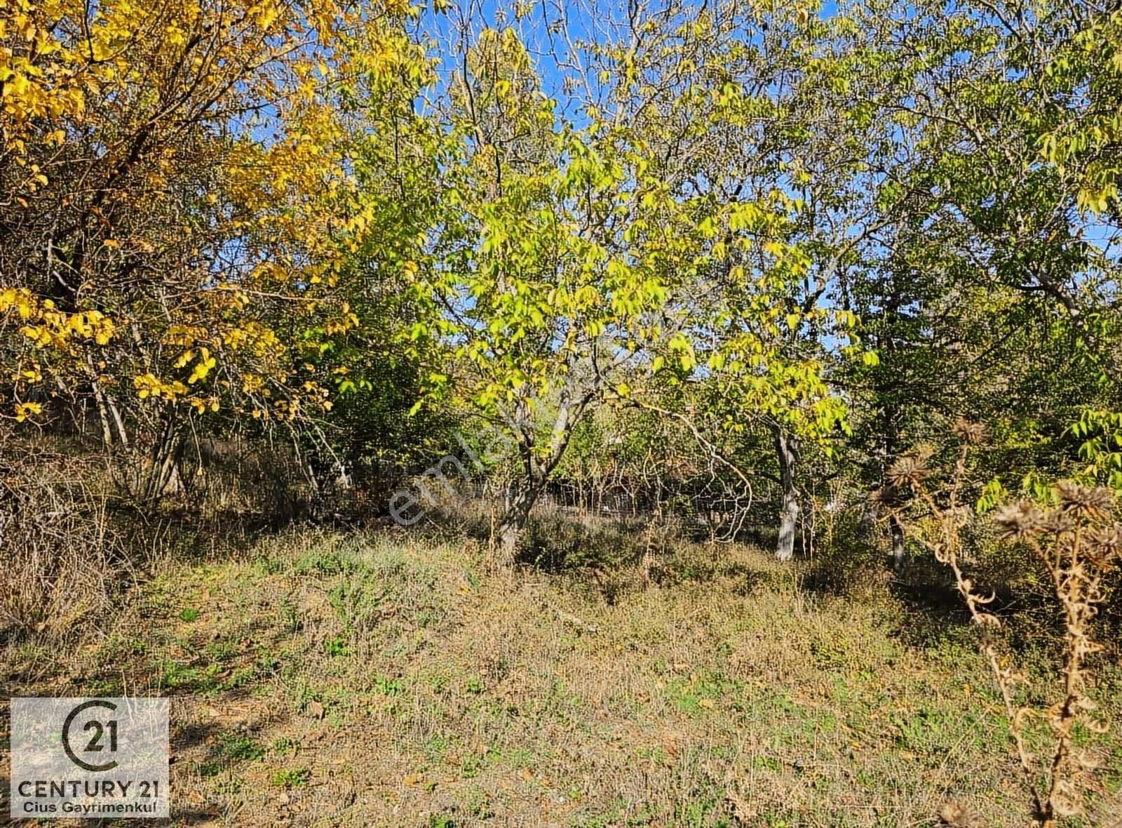 C21 Cius; Şahinyurdu'nda Muhteşem Doğa Manzaralı İmarlı Arsa - Görsel 2