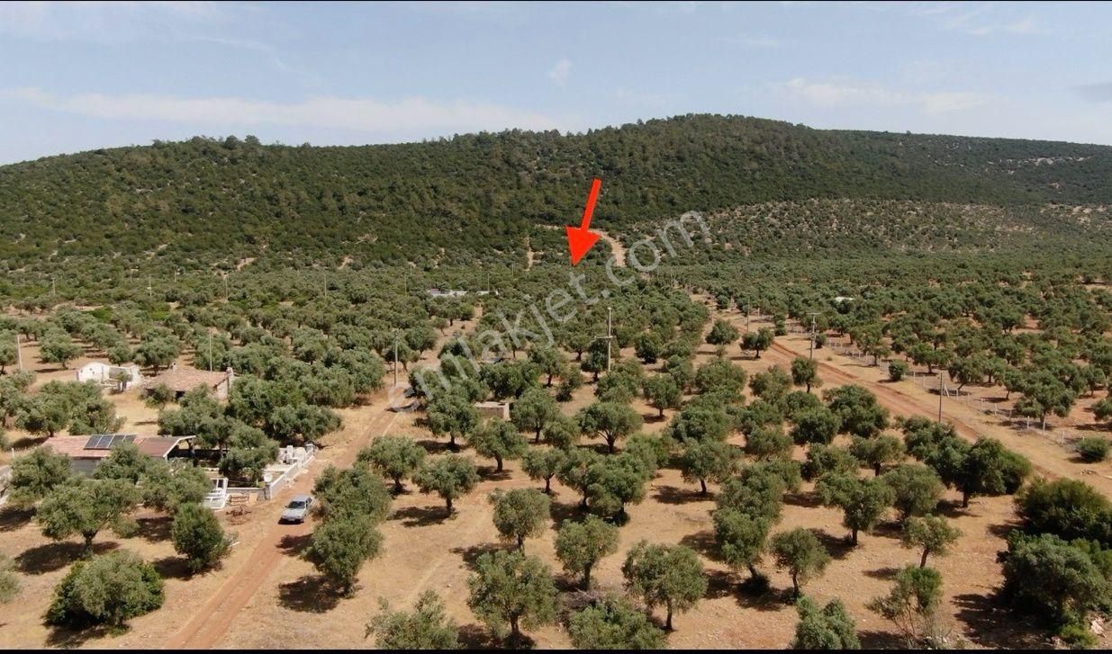Didim Akyeniköy Kardelen'de Villa Arsası 300 M2 - Görsel 5