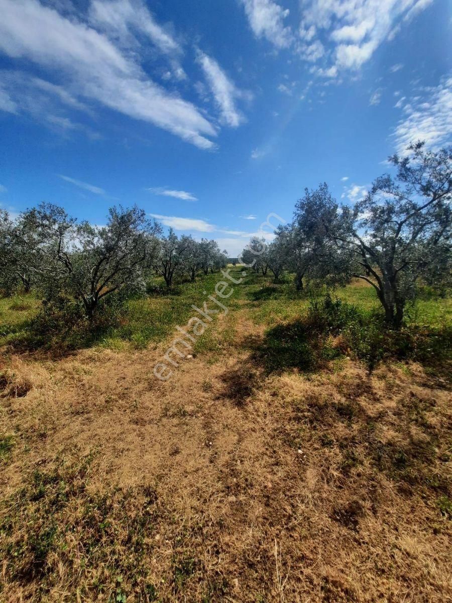 Denize 7.5 Km Elektrik Su Ev Olan 22.5 Dönüm Satılık Zeytinlik - Görsel 3