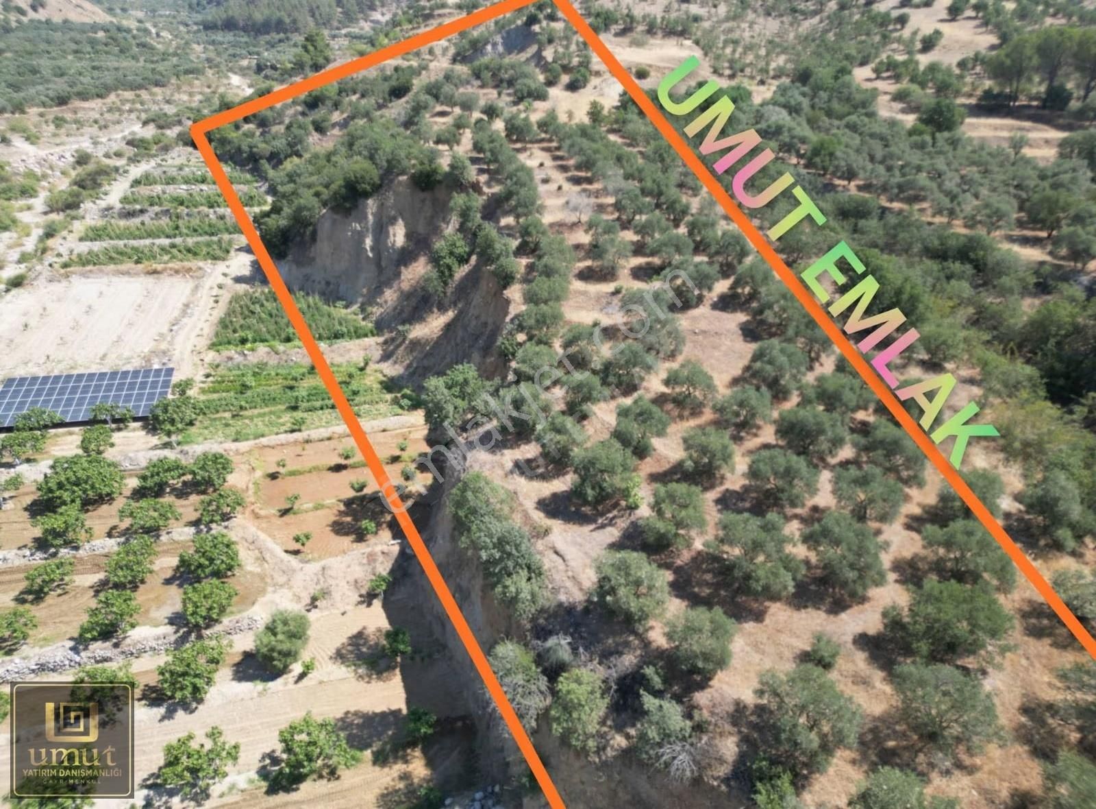 Umut Emlak'tan Buharkent İlçesinde 10 Dönüm Zeytinlik Satılık - Görsel 6