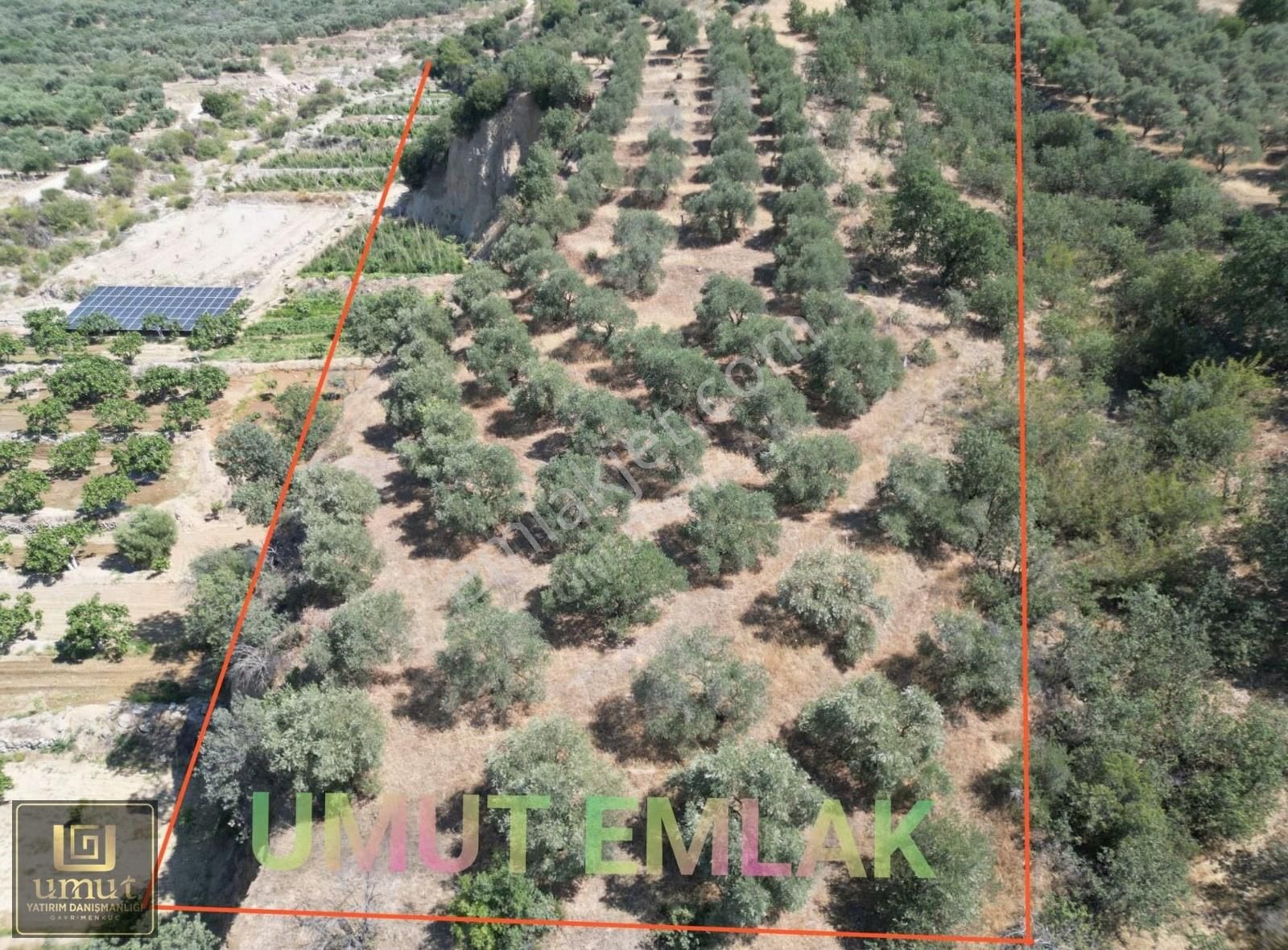 Umut Emlak'tan Buharkent İlçesinde 10 Dönüm Zeytinlik Satılık - Görsel 3