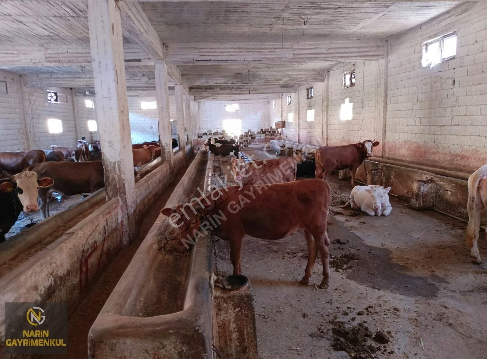 Hayallerinizdeki Çiftlik Hayatı Sizi Bekliyor! Full Hazır Tesis - Görsel 19