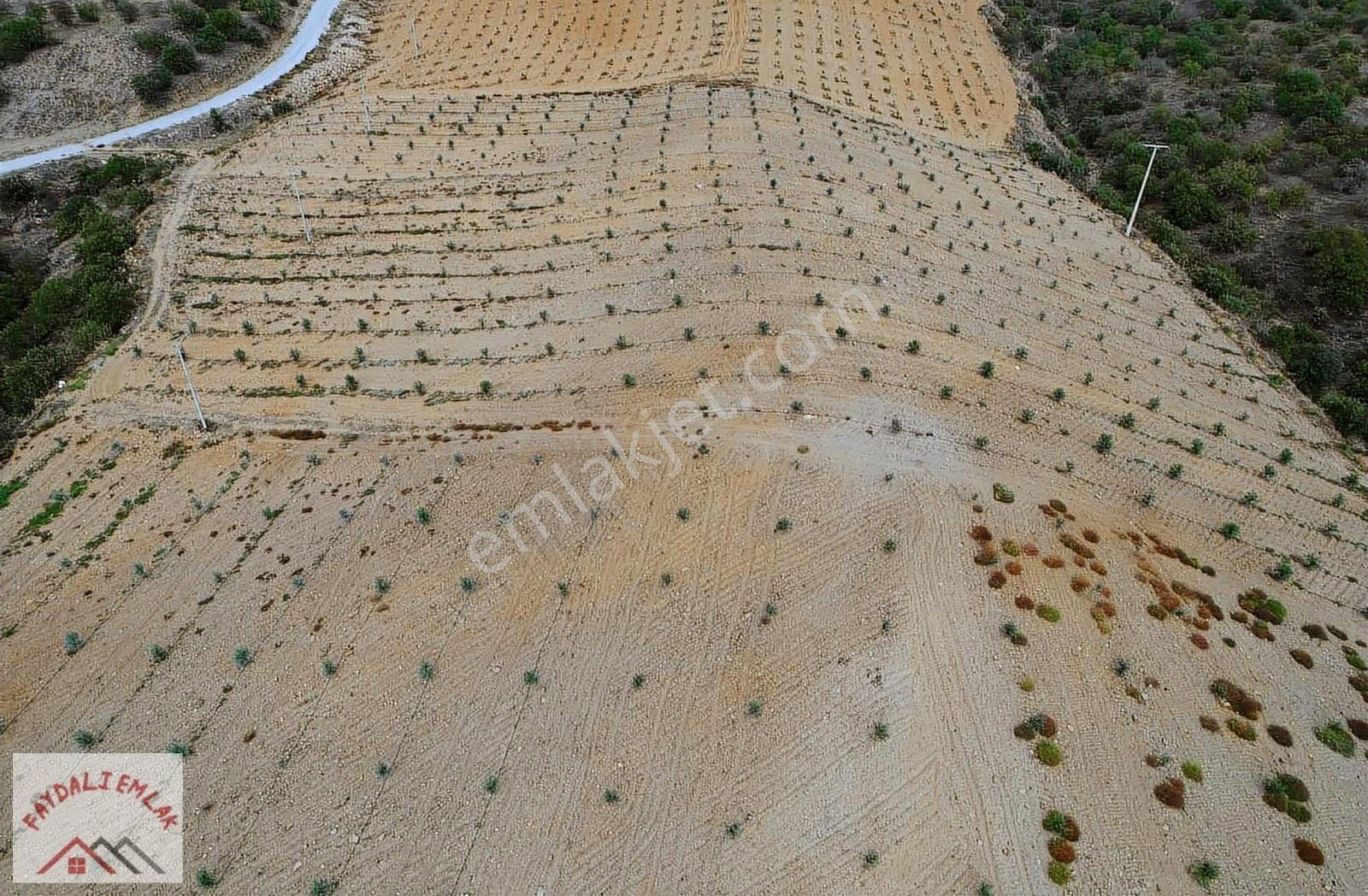 Manisa Salihli Kemerde Ceviz Ve Zeytin Bahçesi - Görsel 15