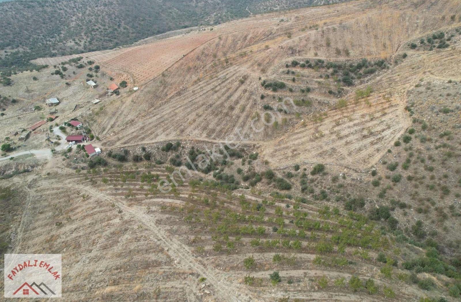 Manisa Salihli Kemerde Ceviz Ve Zeytin Bahçesi - Görsel 4