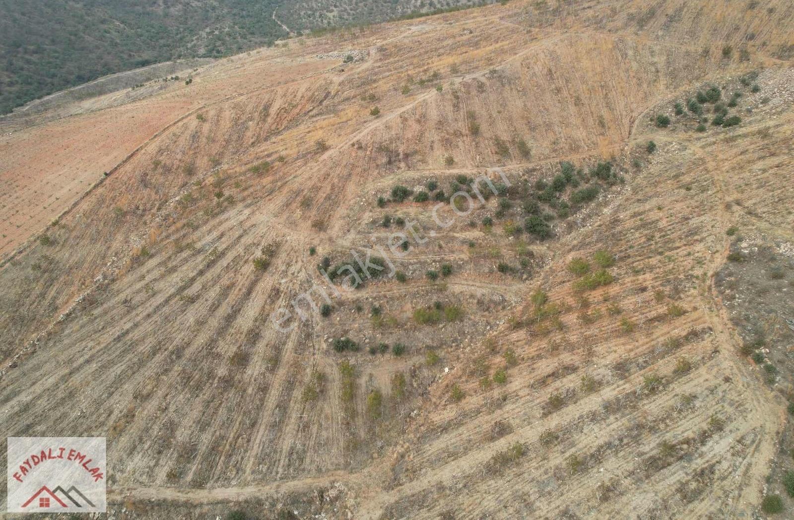 Manisa Salihli Kemerde Ceviz Ve Zeytin Bahçesi - Görsel 12