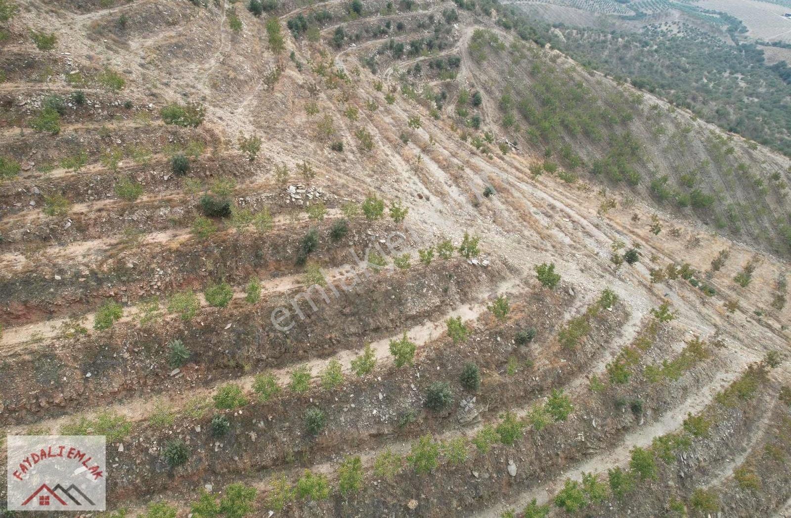 Manisa Salihli Kemerde Ceviz Ve Zeytin Bahçesi - Görsel 3