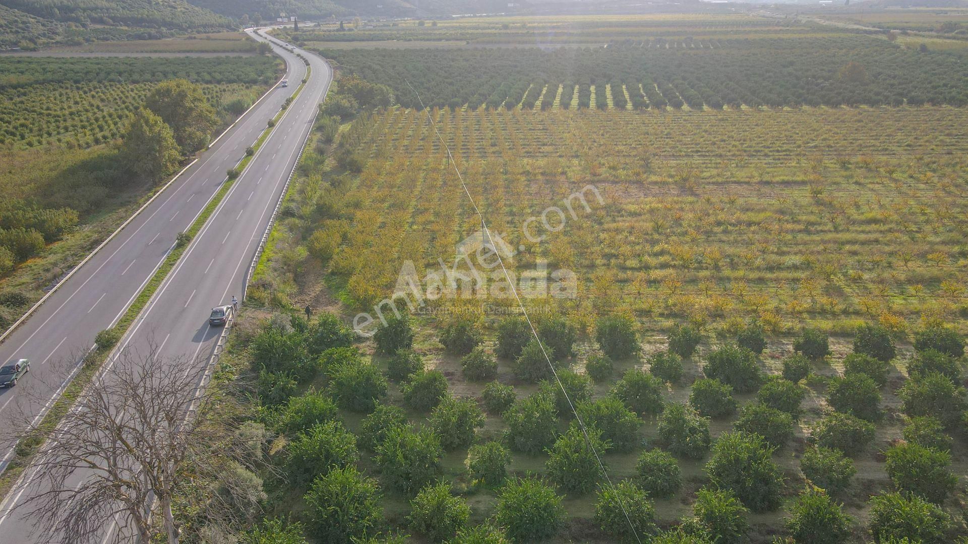 İzmir Selçuk'ta Otoyola Sıfır Satılık Meyve Bahçesi - Görsel 5