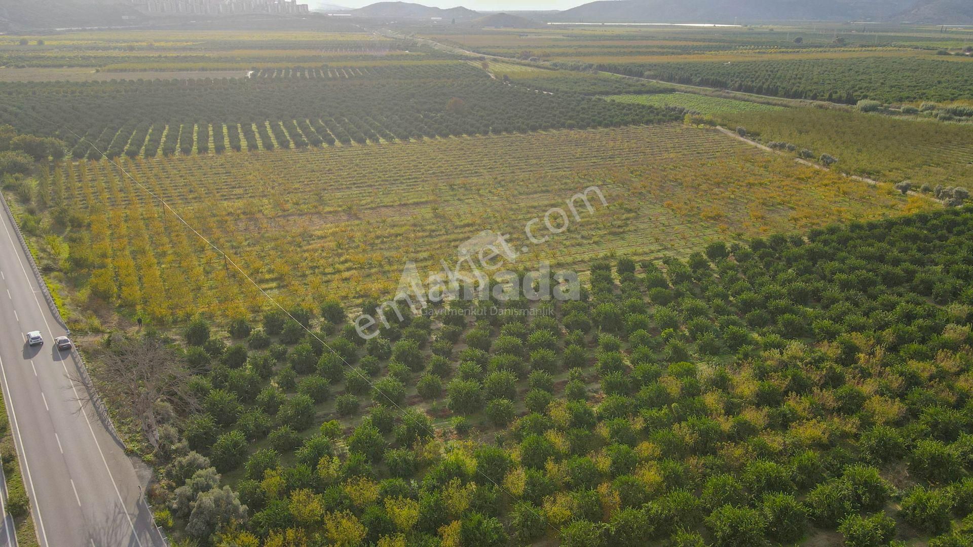 İzmir Selçuk'ta Otoyola Sıfır Satılık Meyve Bahçesi - Görsel 6