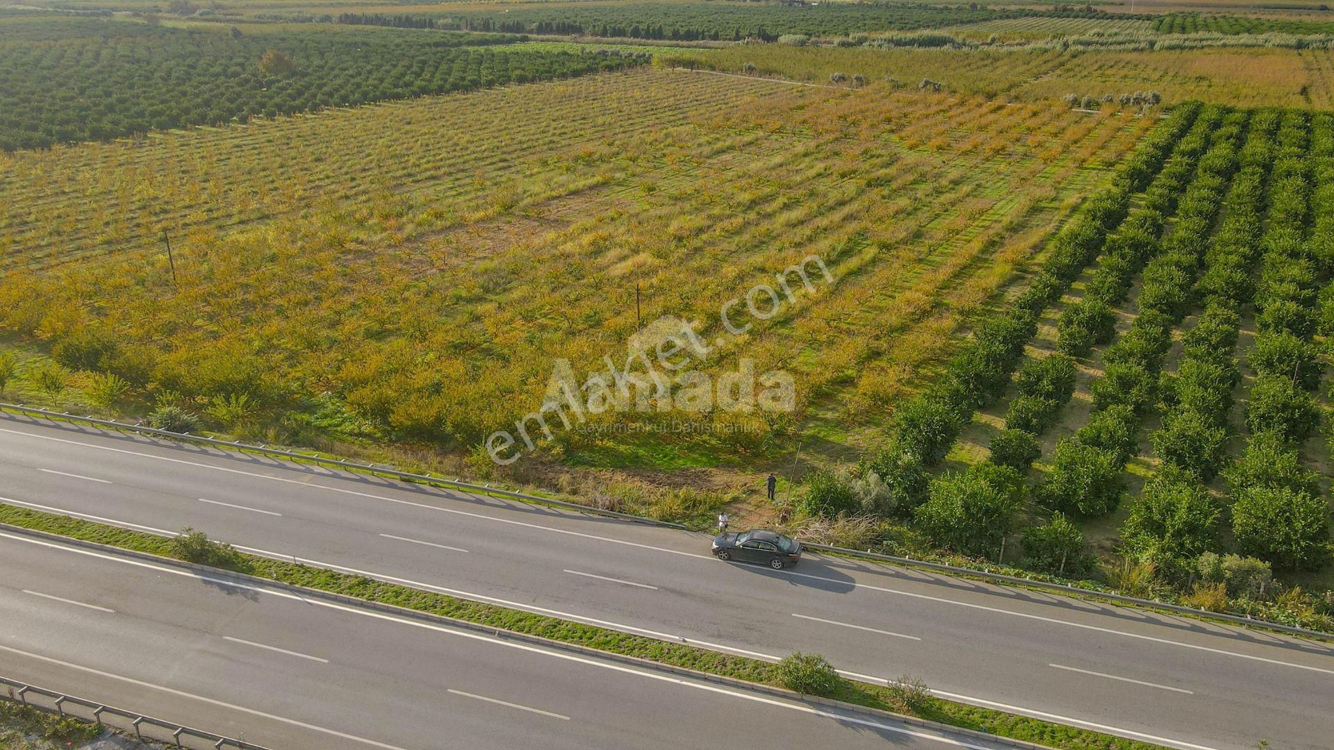 İzmir Selçuk'ta Otoyola Sıfır Satılık Meyve Bahçesi - Görsel 4