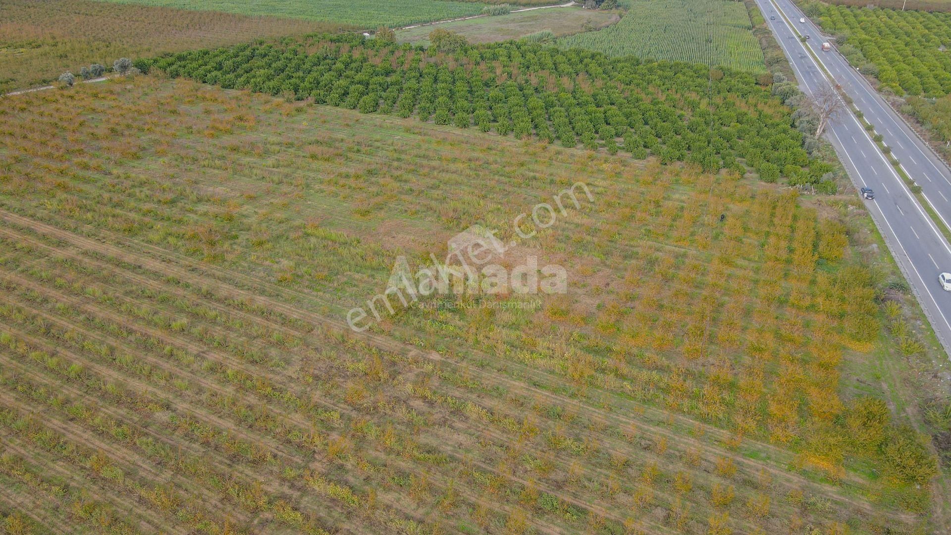 İzmir Selçuk'ta Otoyola Sıfır Satılık Meyve Bahçesi - Görsel 12