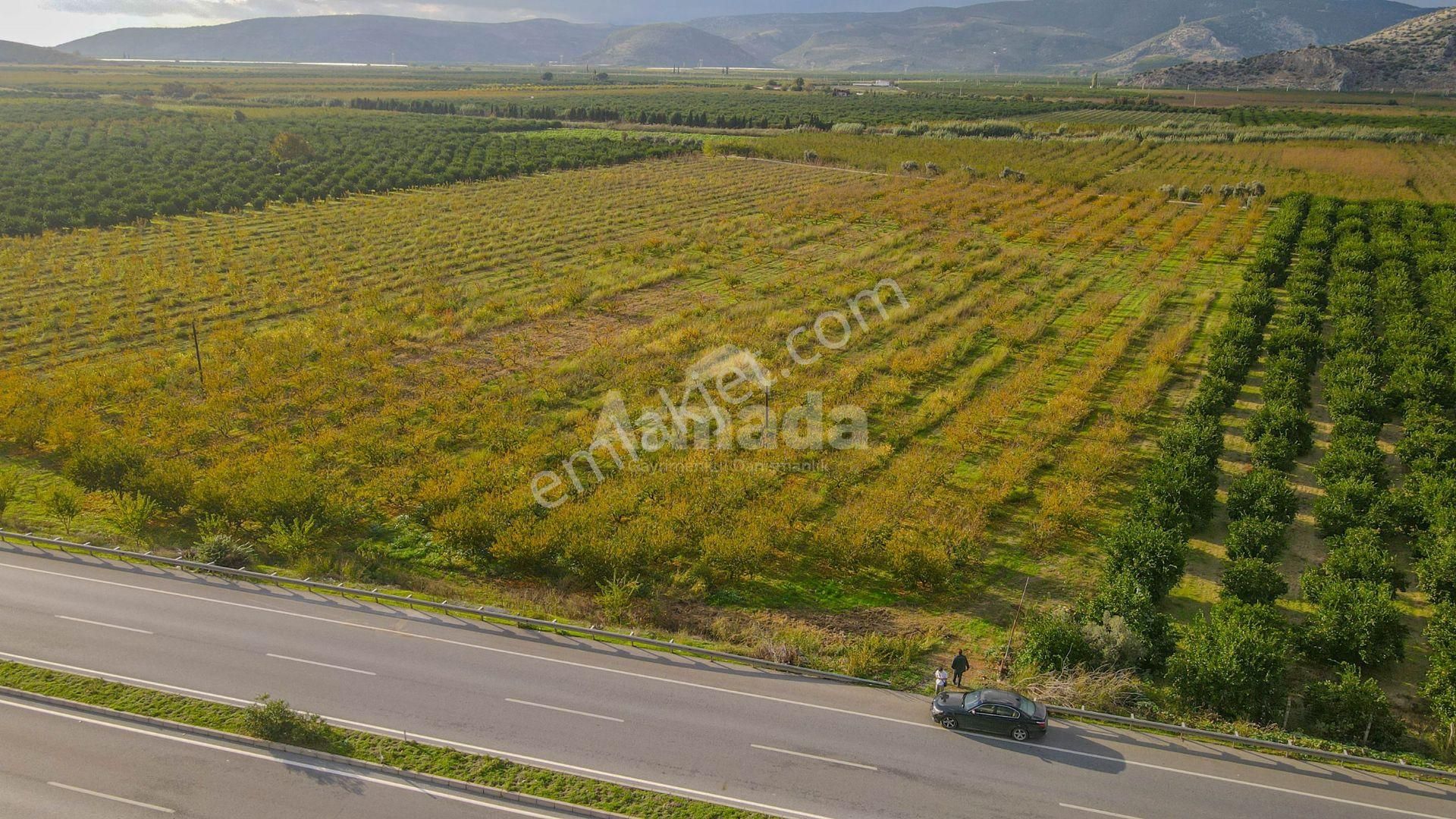 İzmir Selçuk'ta Otoyola Sıfır Satılık Meyve Bahçesi - Görsel 3