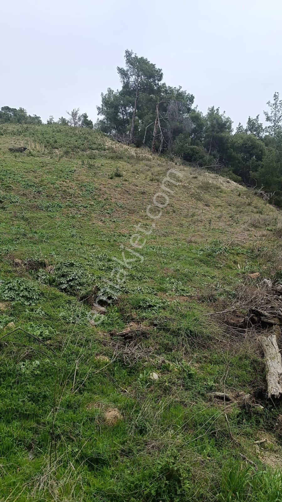 Satılık Tarla